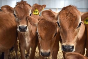 Melbourne：Phillip Island Tour 1 Dagtour