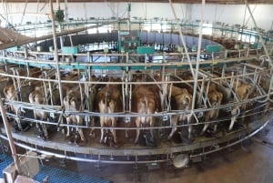 Melbourne：Phillip Island Tour 1 Dagtour