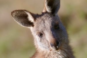 Melbourne：Phillip Island Tour 1 Dagtour