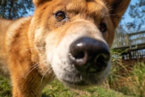 Melbourne：Phillip Island Tour 1 Dagtour