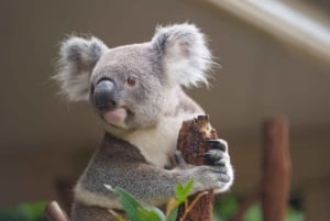 Melbourne：Phillip Island Tour 1 Dagtour