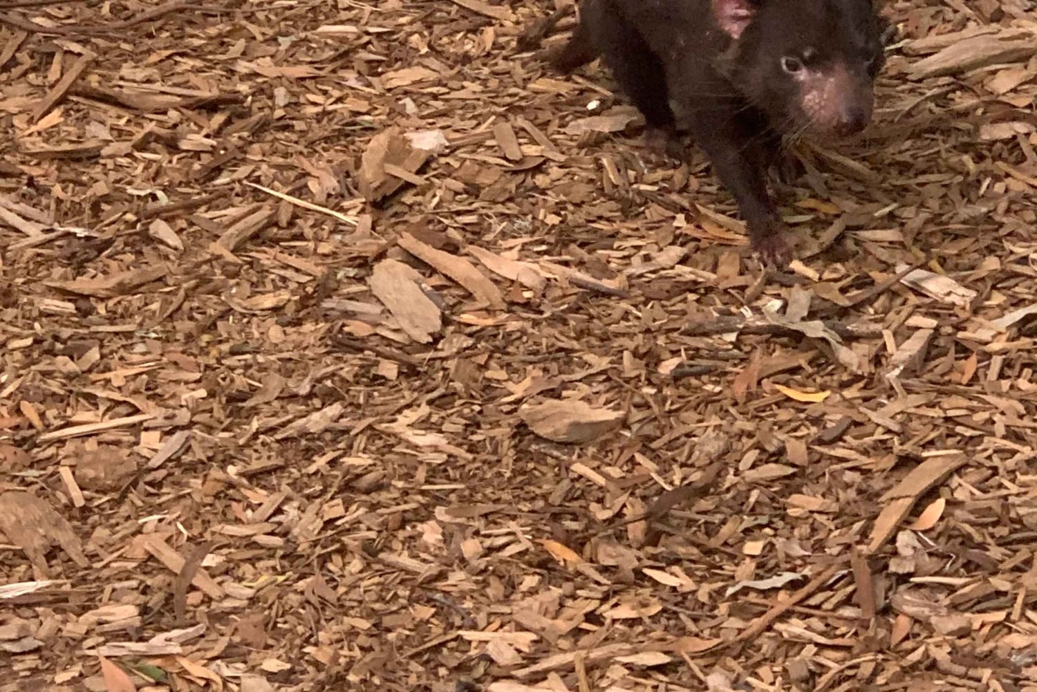 Melbourne: Phillip Island Tour & Penguin Parade