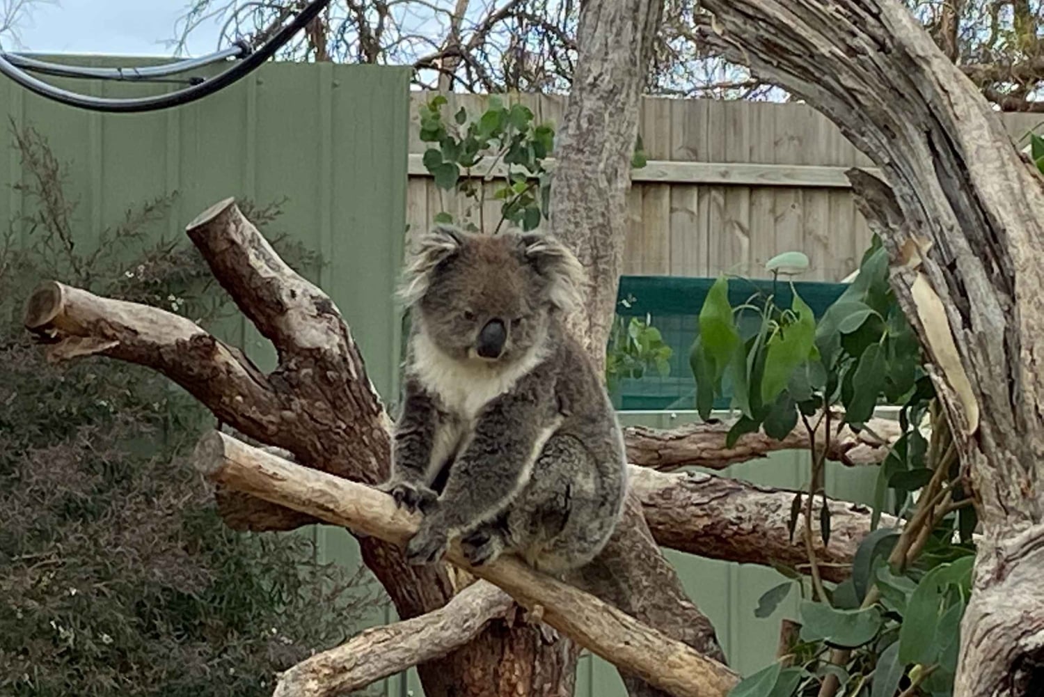 Melbourne: Phillip Island Tour & Penguin Parade