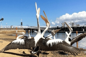 Melbourne: Phillip Island Tour w/ Hop-on Bus or Seal Cruise