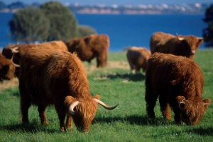 Melbourne: Phillip Island Tour w/ Hop-on Bus or Seal Cruise