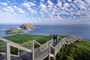 Melbourne: Phillip Island Tour with Koalas & Penguins