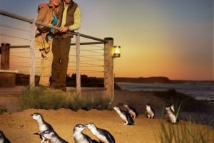 Melbourne: passeio pela Ilha Phillip com coalas e pinguins