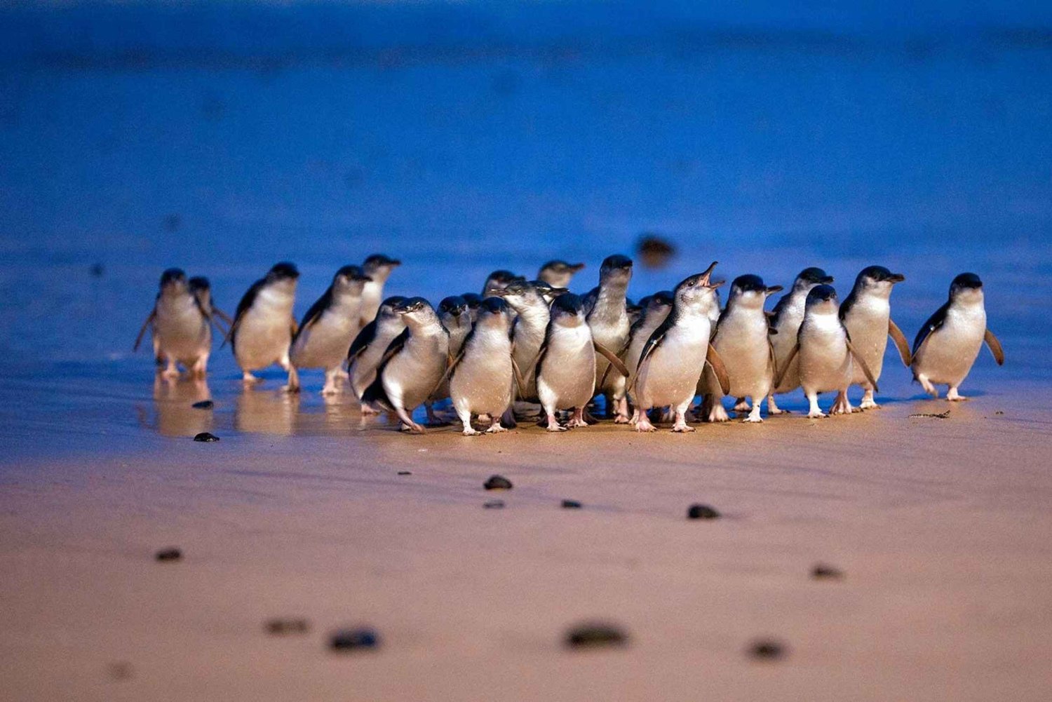 Melbourne: Phillip Island Wildlife Tour & Penguin Parade