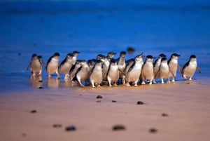 Melbourne: Phillip Island Wildlife Tour & Penguin Parade