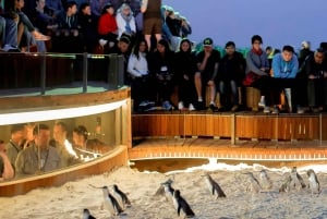 Melbourne: Phillip Island Wildlife Tour & Penguin Parade