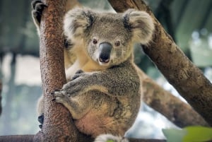 Melbourne: Phillip Island Wildlife Tour & Penguin Parade