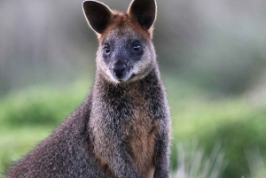 Melbourne: Phillip Island Wildlife Tour & Penguin Parade
