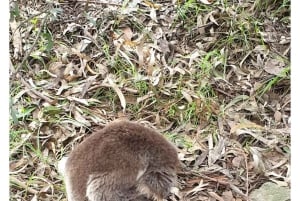 Melbourne: Private turer på Great Ocean Road og de 12 apostlene
