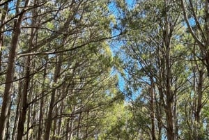 Melbourne: Private turer i innsjøfjellsnø og Redwood-skog