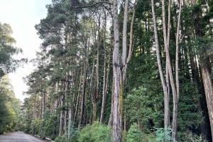 Melbourne: Private turer i innsjøfjellsnø og Redwood-skog