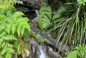 Melbourne: Private turer i innsjøfjellsnø og Redwood-skog