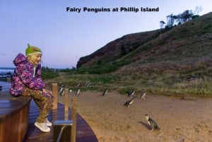 Melbourne: Privat Phillip Island Penguin Parade Tour