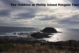 Melbourne: Privat Phillip Island Penguin Parade Tour