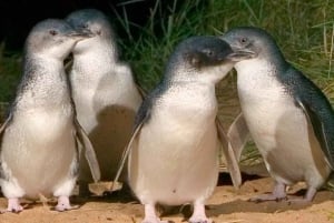 Melbourne: Privat Phillip Island Penguin Parade Tour