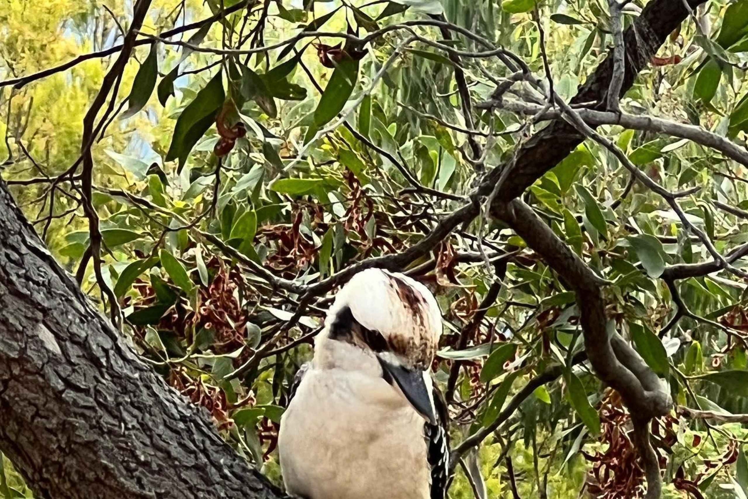 Melbourne: Private Phillip Island Penguin Parade-ture