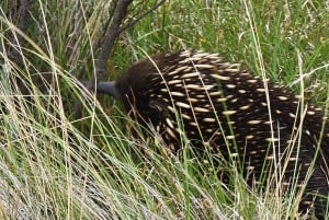 Melbourne: Private Phillip Island Penguin Parade-ture