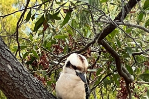 Melbourne: Private Phillip Island Penguin Parade-ture
