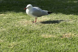 Melbourne: Private Phillip Island Penguin Parade-ture