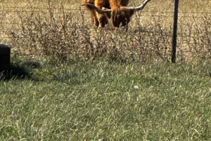 Melbourne: Private Phillip Island Penguin Parade-ture