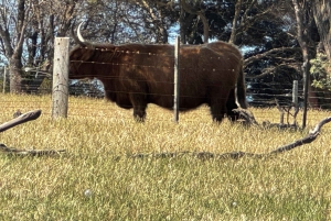 Melbourne: Private Phillip Island Penguin Parade-ture