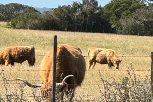 Melbourne: Private Phillip Island Penguin Parade-ture