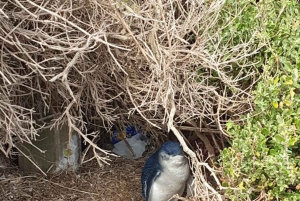 Melbourne: Private Phillip Island Penguin Parade-ture