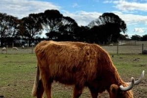 Melbourne: Private Phillip Island Penguin Parade-ture