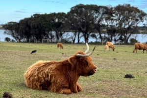 Melbourne: Private Phillip Island Penguin Parade-ture