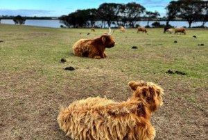 Melbourne: Private Phillip Island Penguin Parade-ture