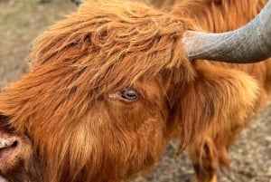 Melbourne: Private Phillip Island Penguin Parade-ture