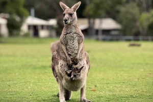 Melbourne : Promenade privée en train à vapeur Puffing Billy
