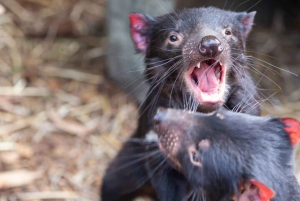 Melbourne : Promenade privée en train à vapeur Puffing Billy