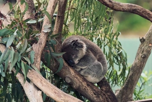 Melbourne : Promenade privée en train à vapeur Puffing Billy