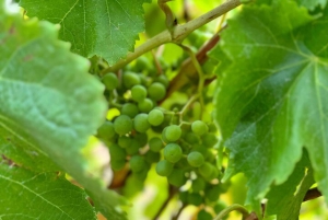 Melbourne : Promenade privée en train à vapeur Puffing Billy