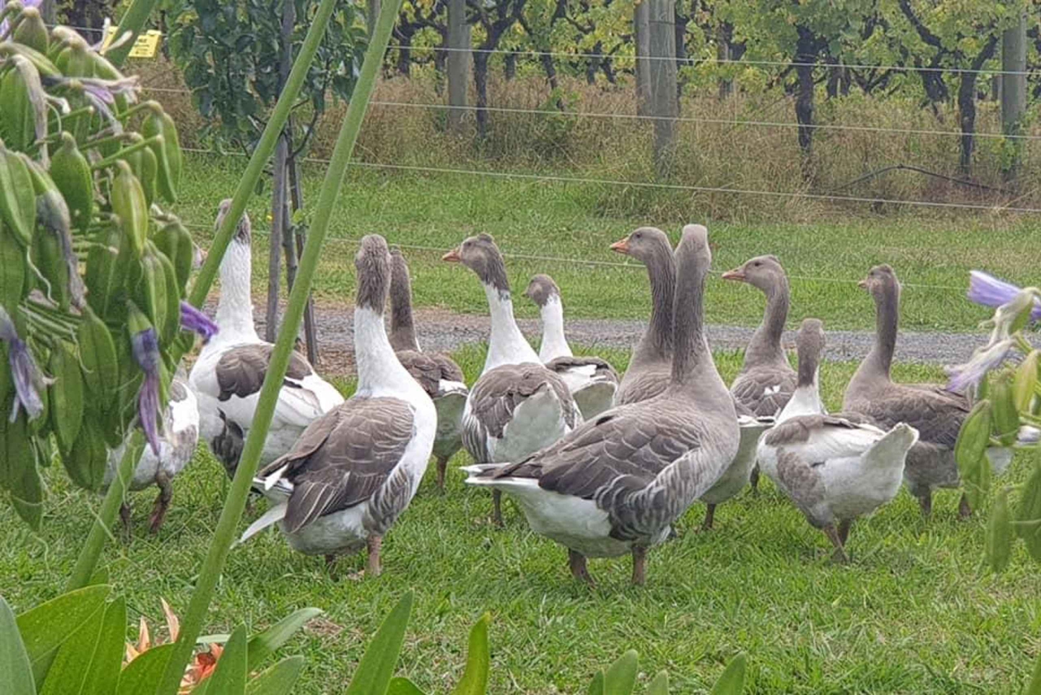 Melbourne: Private Wine tasting Yarra Valley Tours