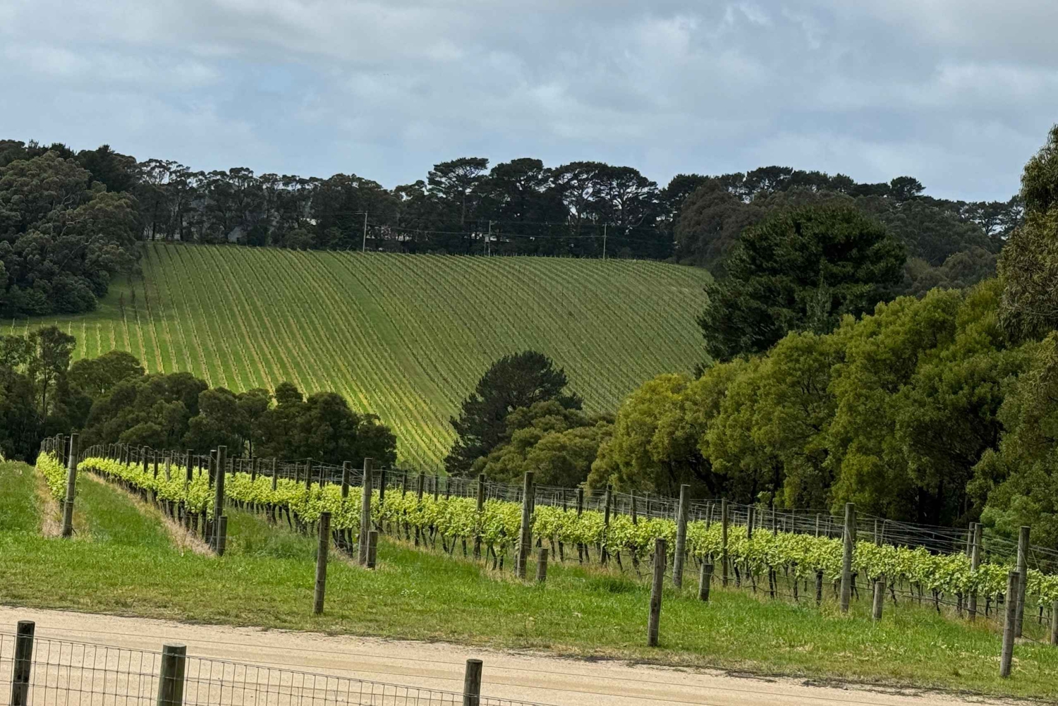 Melbourne: Private Wine tasting Yarra Valley Tours