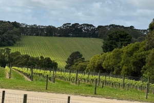Melbourne: Private Wine tasting Yarra Valley Tours