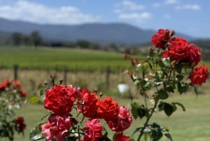 Melbourne: Private Wine tasting Yarra Valley Tours