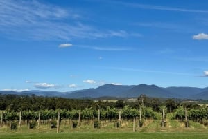 Melbourne: Private Wine tasting Yarra Valley Tours