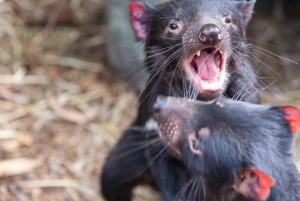 Melbourne: Private Wine tasting Yarra Valley Tours