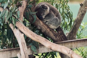 Melbourne: Private Wine tasting Yarra Valley Tours