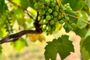 Melbourne: Private Wine tasting Yarra Valley Tours