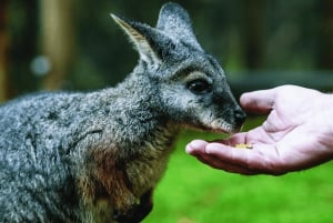 Melbourne: Puffing Billy en Moonlit Sanctuary dagtocht