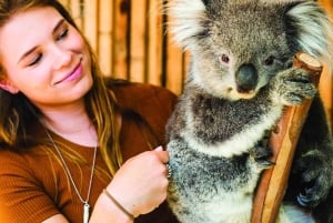 Melbourne: Puffing Billy en Moonlit Sanctuary dagtocht