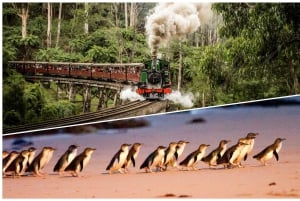 Melbourne: Puffing Billy Railway & Penguin Parade Day Tour